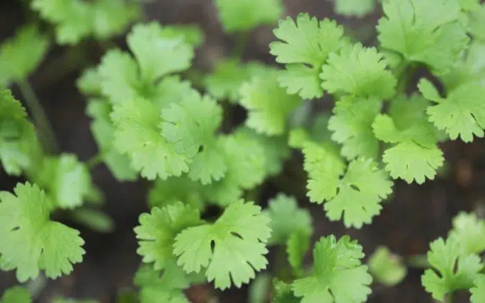 cilantro plant