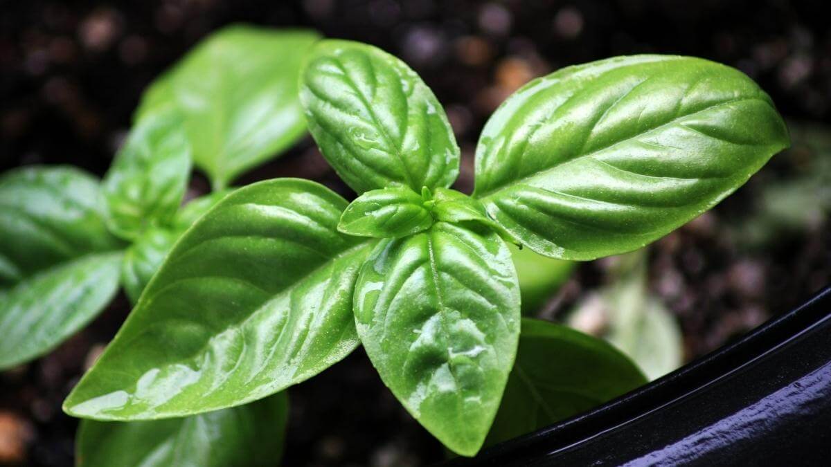 5 SIMPLE Ways to Get Rid of Spider Mites on Basil (& Prevent Them!)