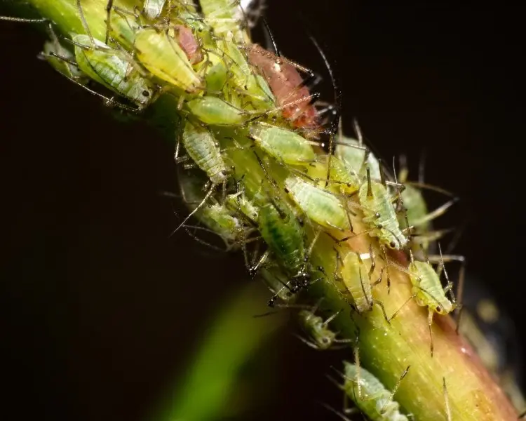 green aphids