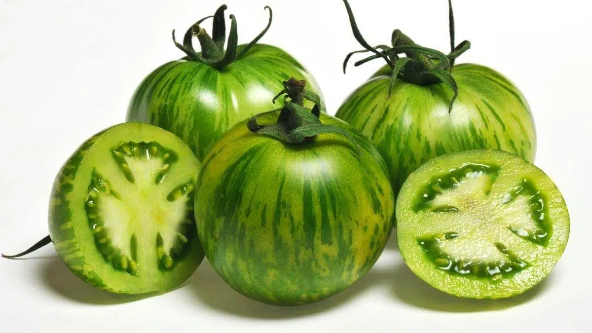 green zebra tomato