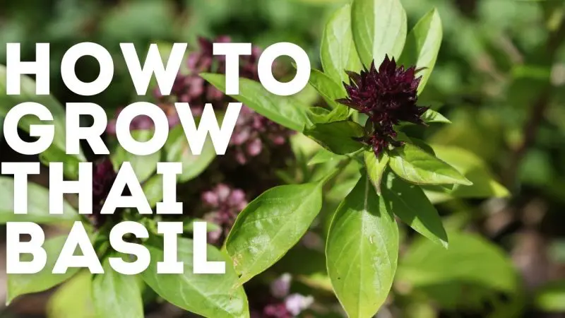 how to grow thai basil
