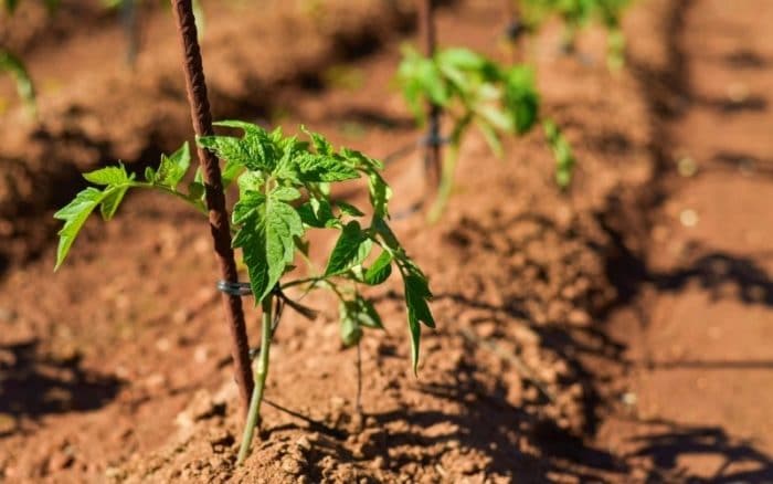 growing tomatoes in the ground