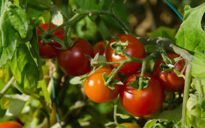 when to plant tomatoes in pa