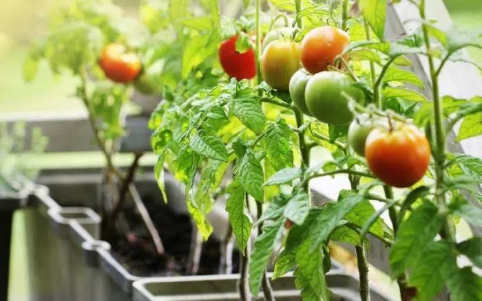 tomatoes in pots