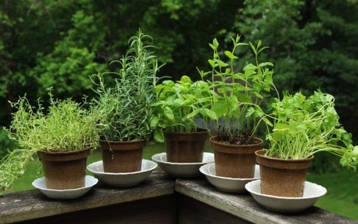 herbs that grow well together