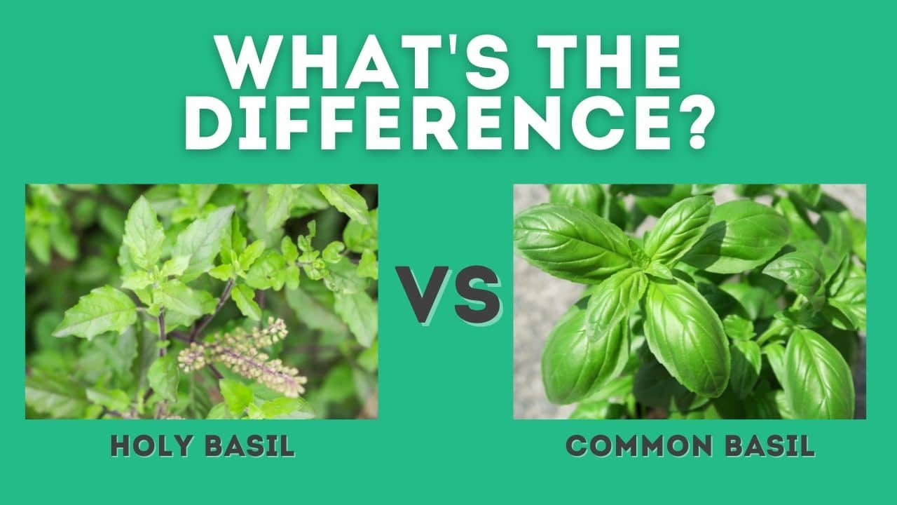 Holy Basil vs Basil What's the Difference?