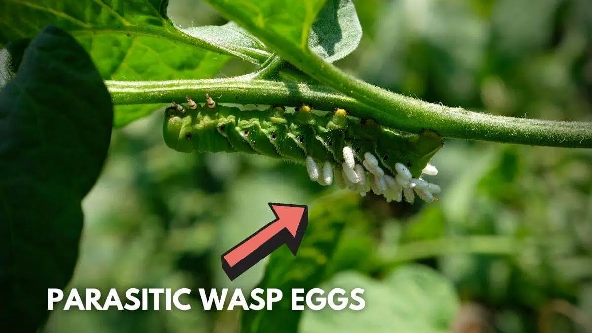 parasitic wasp eggs on tomato plant