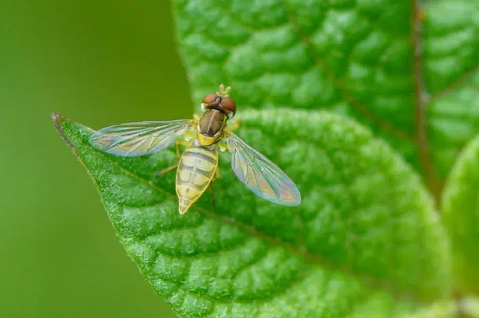 hoverflies