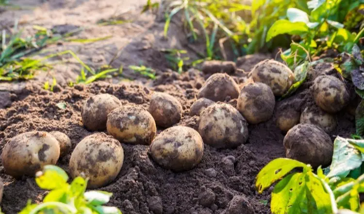 potatoes attached to plant