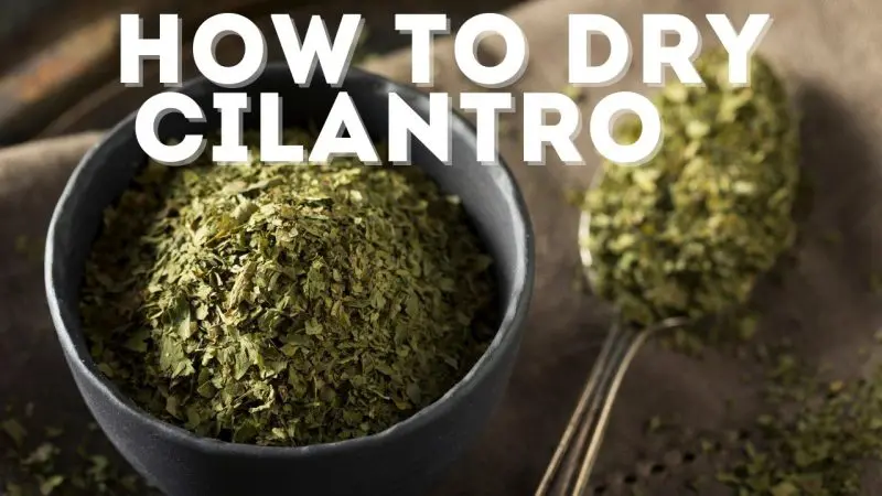 how to dry cilantro