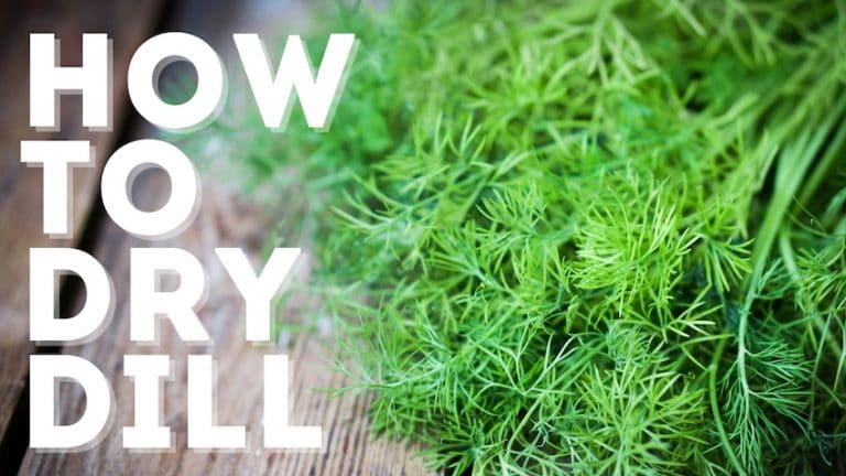 4 EASY Ways to Dry Dill [Step by Step]