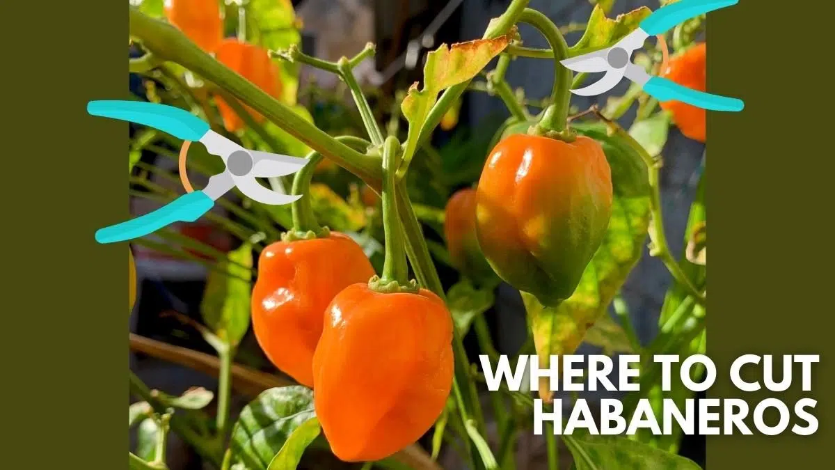 how to harvest habaneros