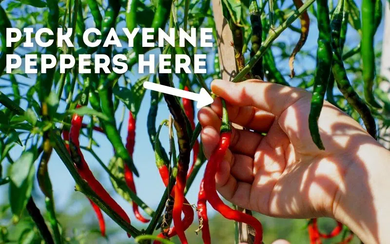 how to pick cayenne peppers