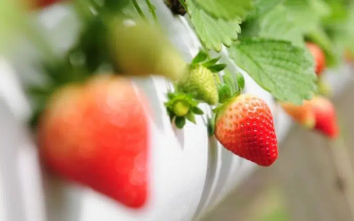 strawberry plants growing hydroponically