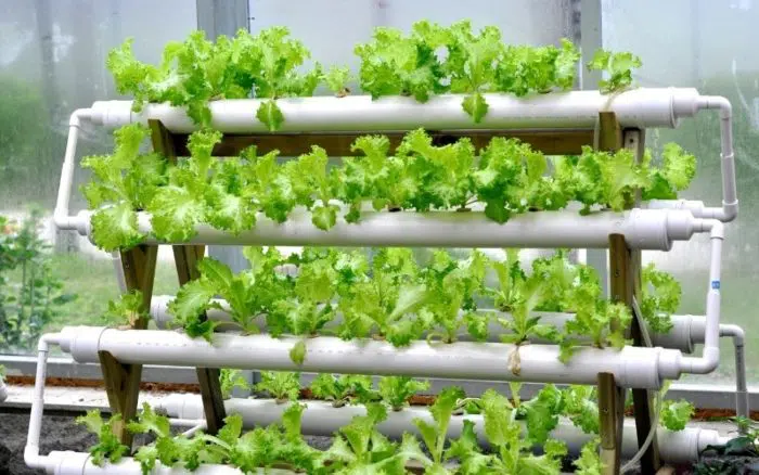 hydroponic system with lettuce