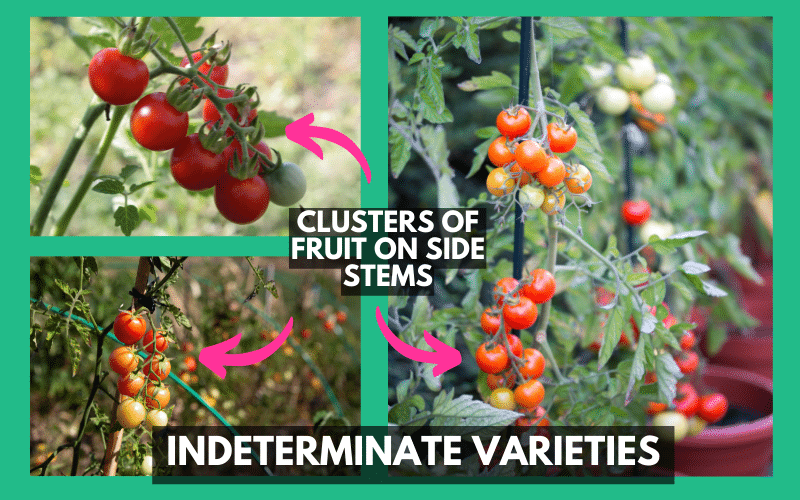 Which Tomatoes are Indeterminate? Detailed List of 55 Indeterminate Types Seeds & Grain