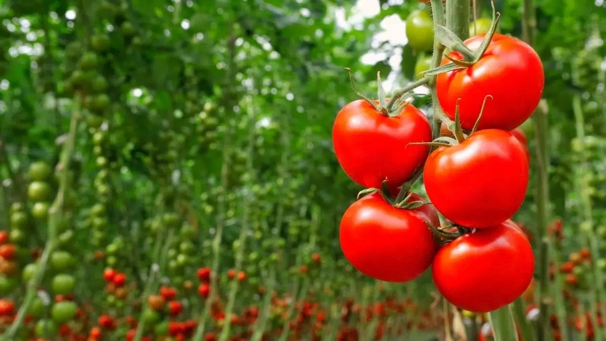 indeterminate tomato varieties