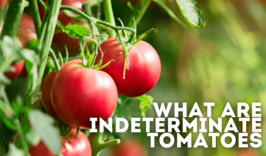 Which Tomatoes are Indeterminate? A-Z List of Indeterminate Varieties ...