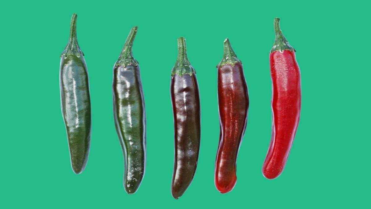 ripening stages of jalapenos from green to red