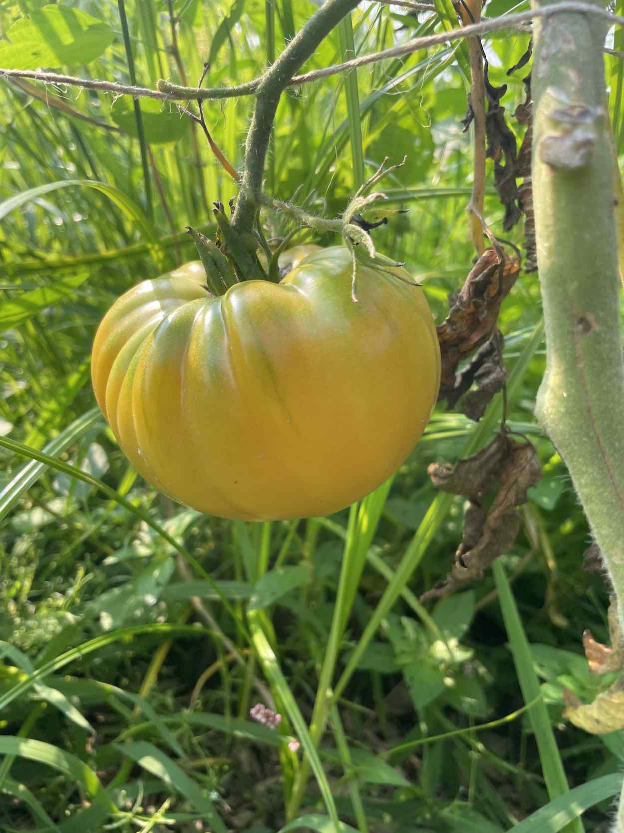 kelloggs breakfast yellow ripe tomato