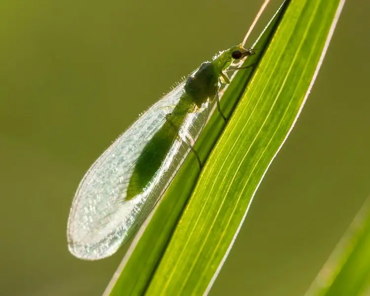 lacewings