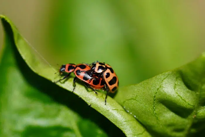 lady beetles aphids