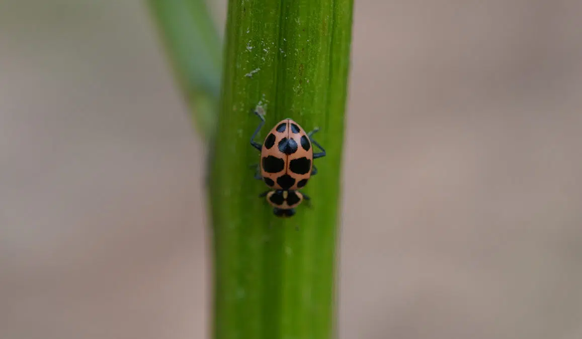 pink ladybug on stem