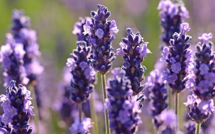 lavender flowers