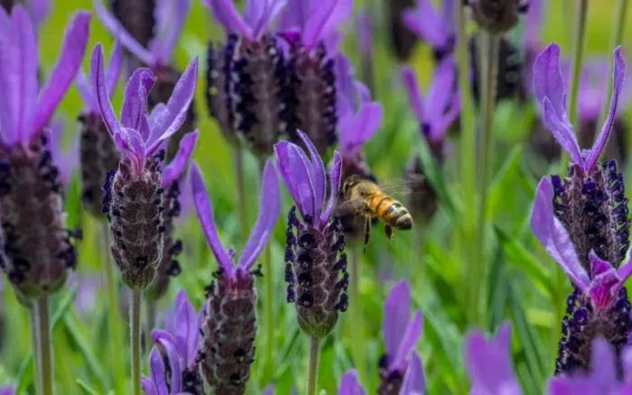 lavender plant with pollinators