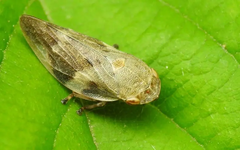 leafhoppers