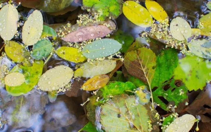 leaves in the pond