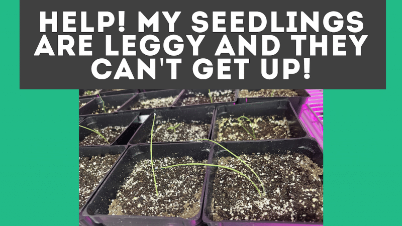 leggy seedlings