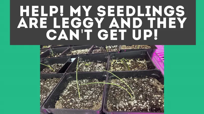 leggy seedlings