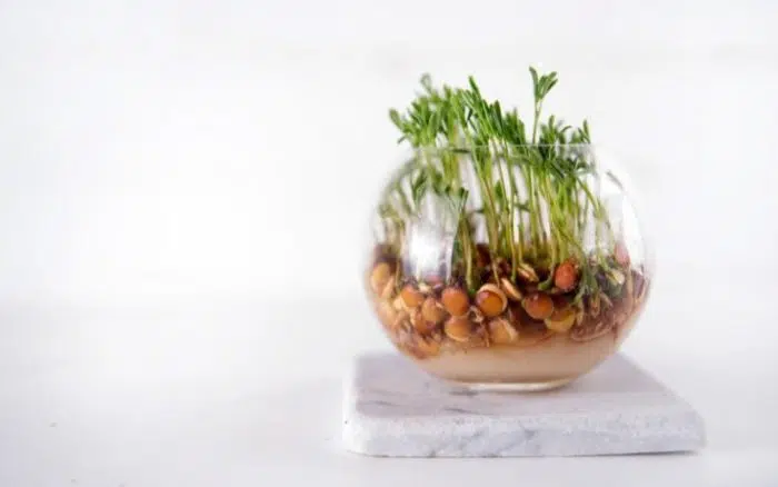 how to grow lentil microgreens
