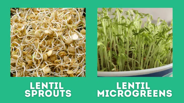 lentil sprouts vs lentil microgreens