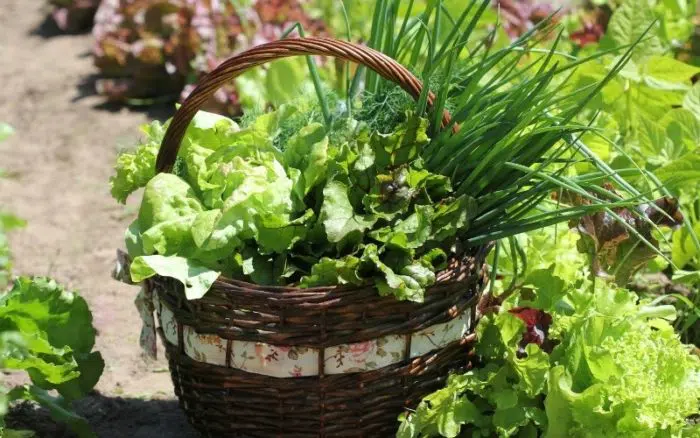 lettuce in a pot