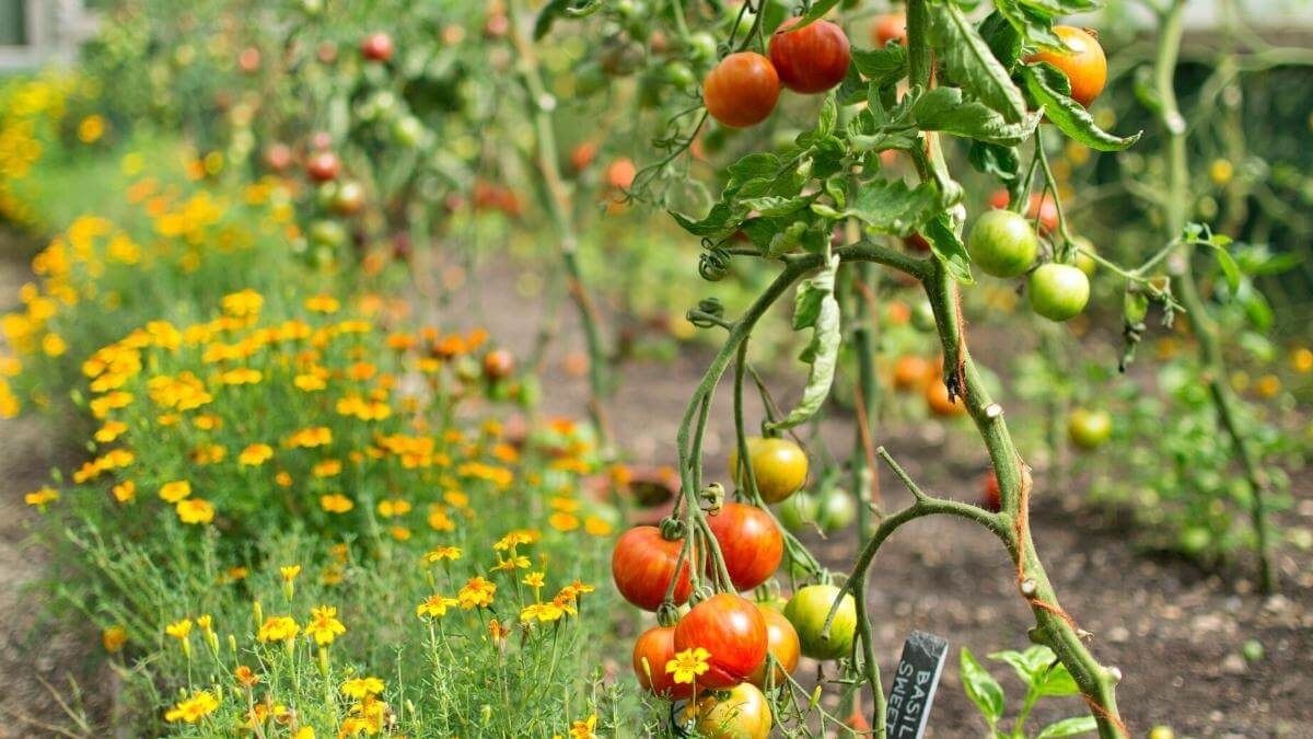 marigolds tomato companions