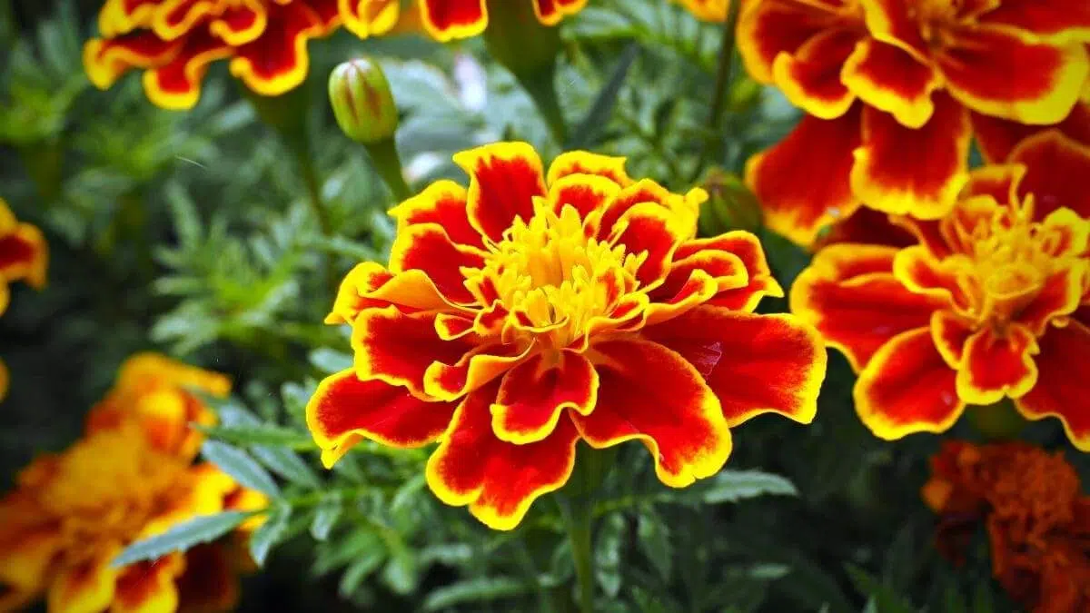 marigolds yellow flowers