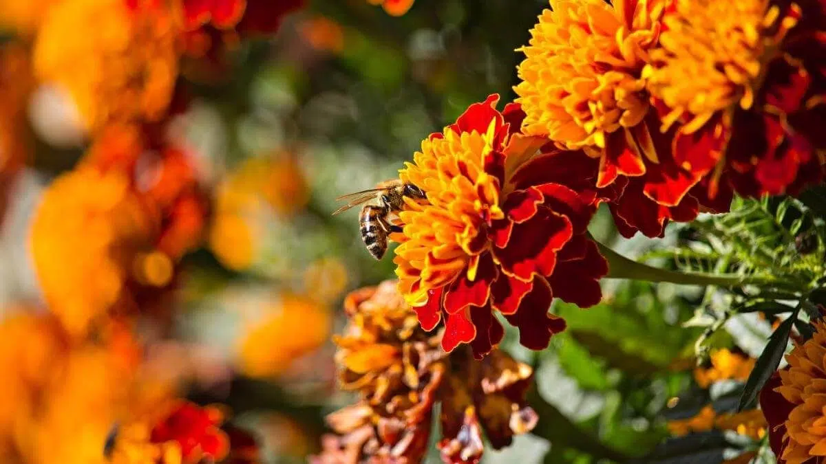 marigolds attracting bees