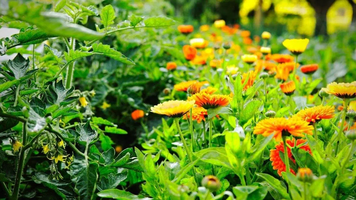 marigolds tomatoes