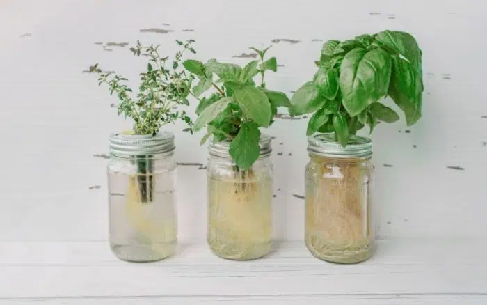 mason jar hydroponics
