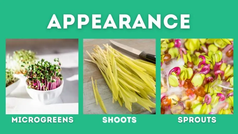 microgreen vs shoots vs sprouts