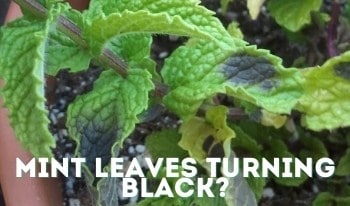 mint leaves black spots