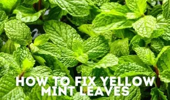 mint leaves turning yellow