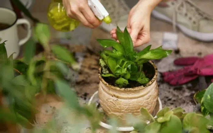 misting plants for humidity