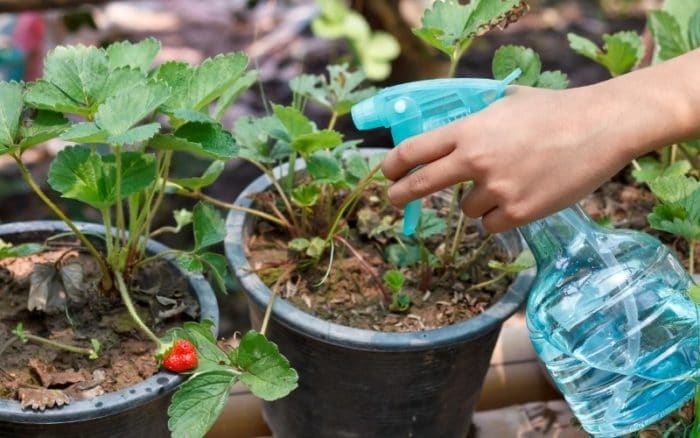 how often to water strawberries