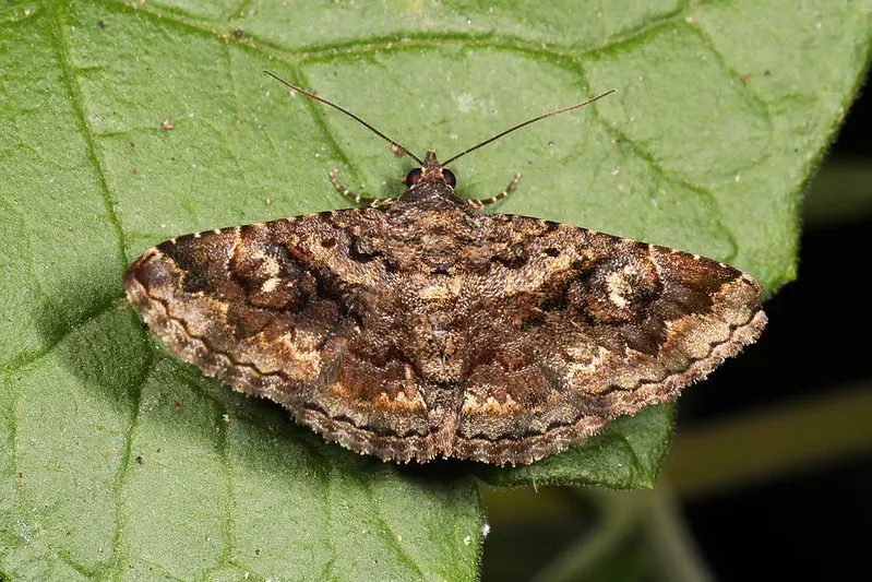 owlet moth on leaf