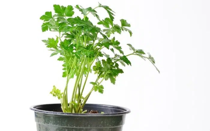 parsley