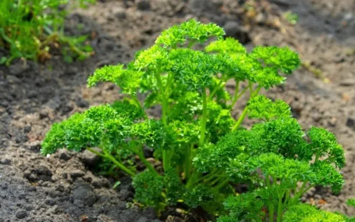 how often to water parsley