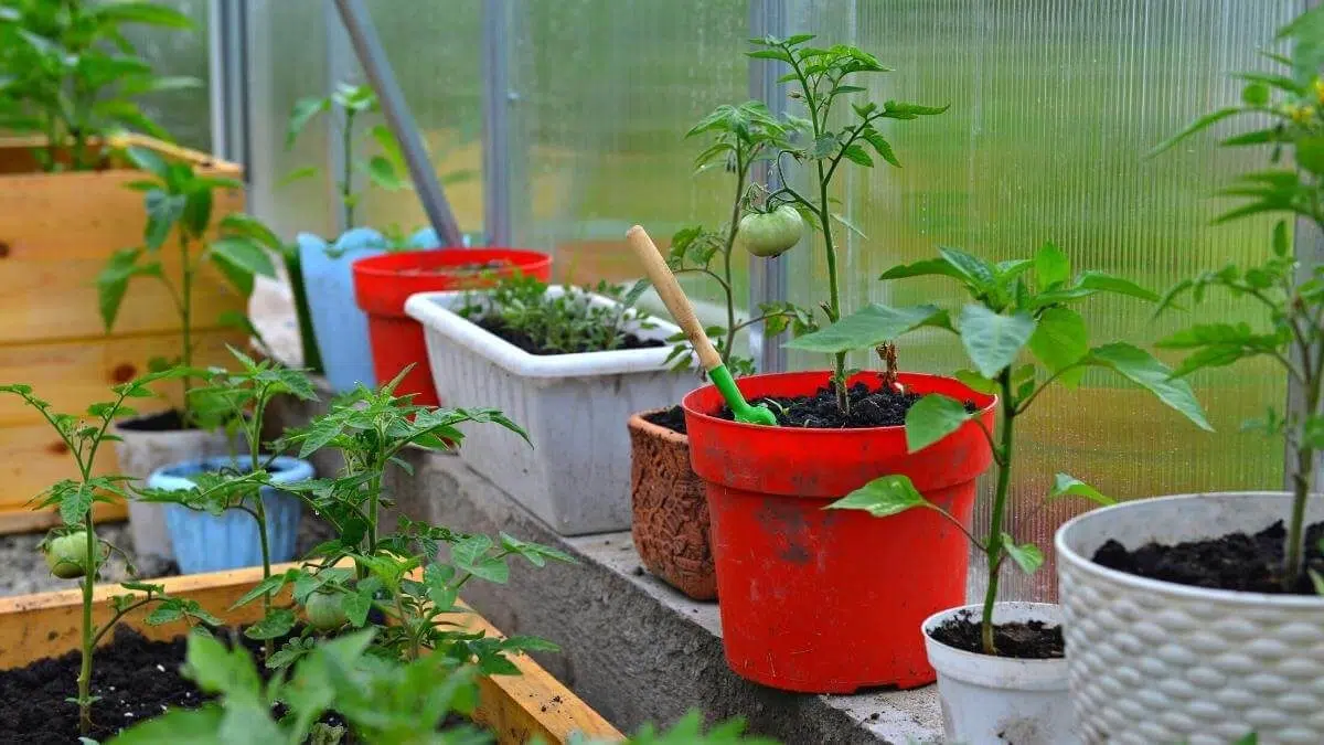 patio tomatoes in red pot